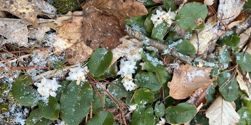 Trailing Arbutus Blooms in the Cold (& So Shall We) 2 800 arbutus 1