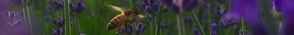 Harbinger of Harbingers: Sowing Allium Seeds for Spring 2 2dgyy4cu