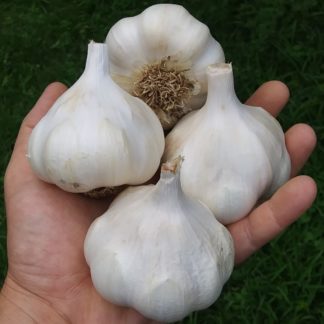 Growing Organic Lorz Italian Softneck Garlic