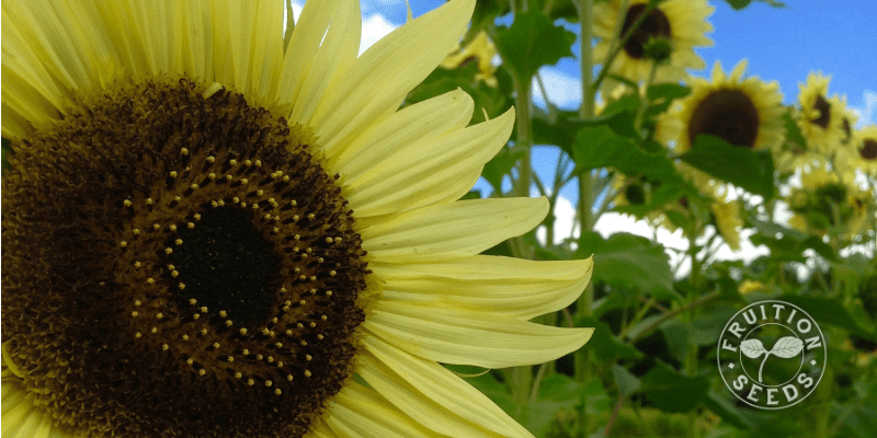 lemon queen sunflower