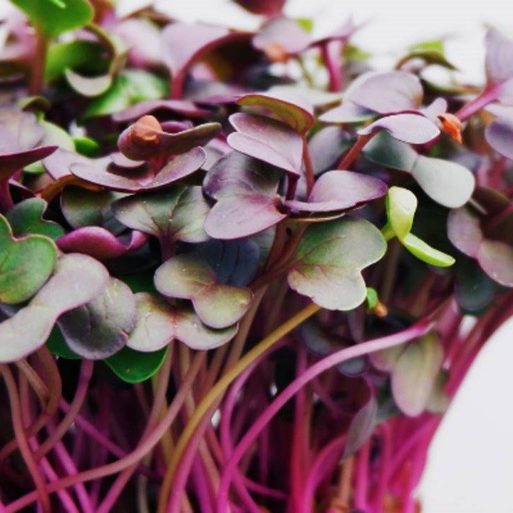 400 x 400 purple radish microgreens