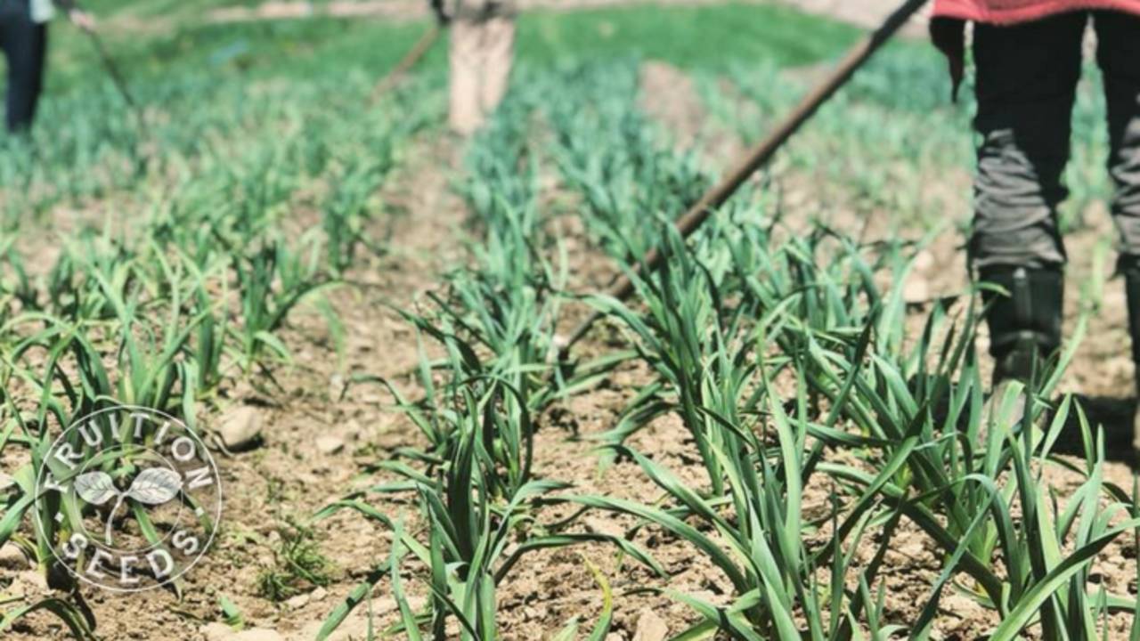 In the Spring Cultivation Fruition Seeds