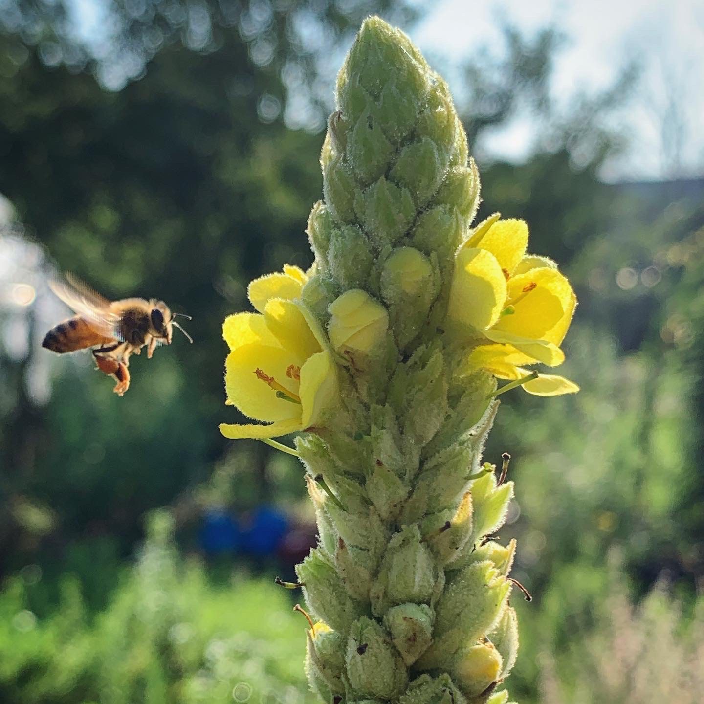 Events 8 flying bee yellow flower