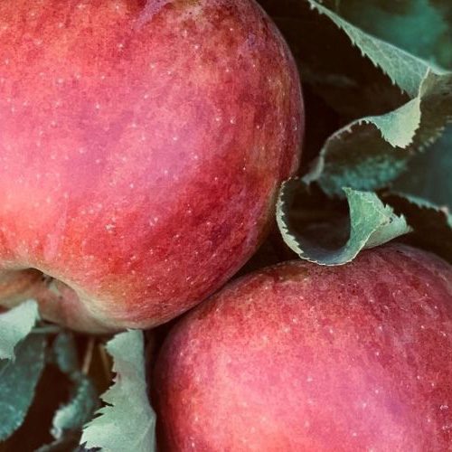 Fruition Seeds photo 18