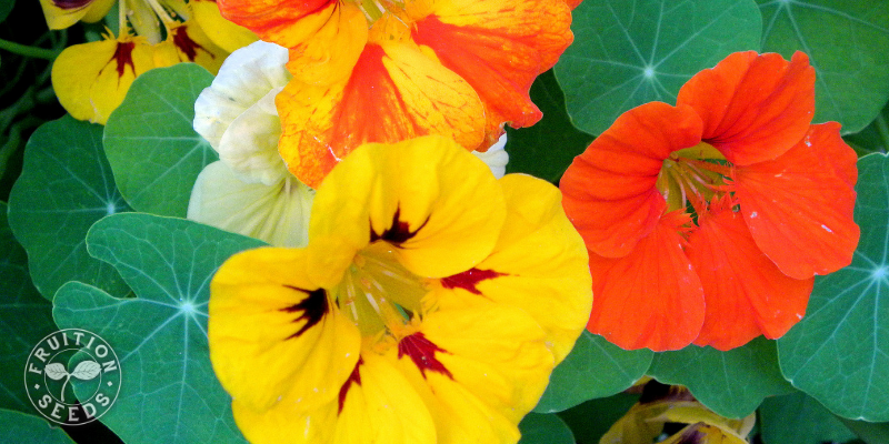 5fejznvmrbmlqopmw6p8_800_x_400_nasturtium-7804547