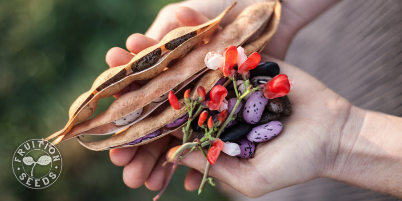 choc runner bean