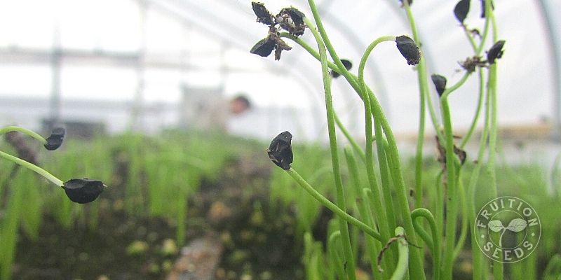 800 x 400 allium transplant