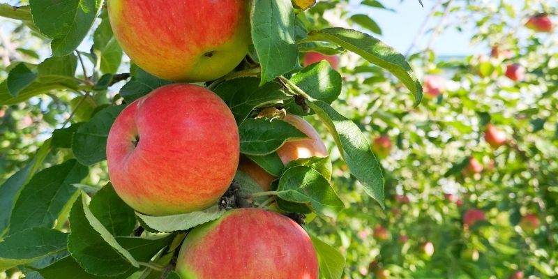 Apples, Honeycrisp, Organic - exist green