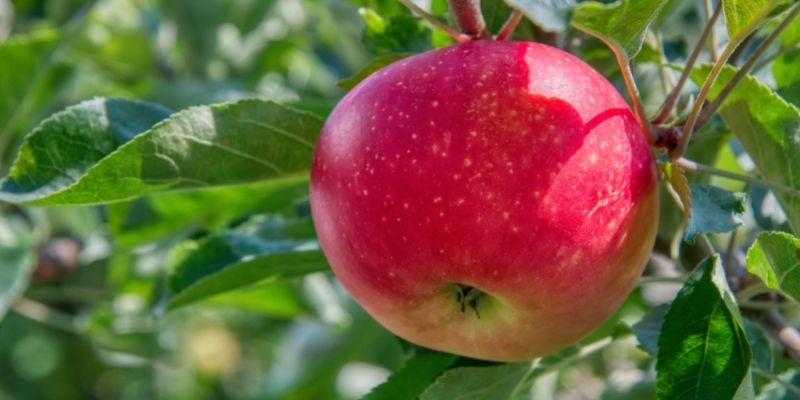 Apples, Honeycrisp, Organic - exist green