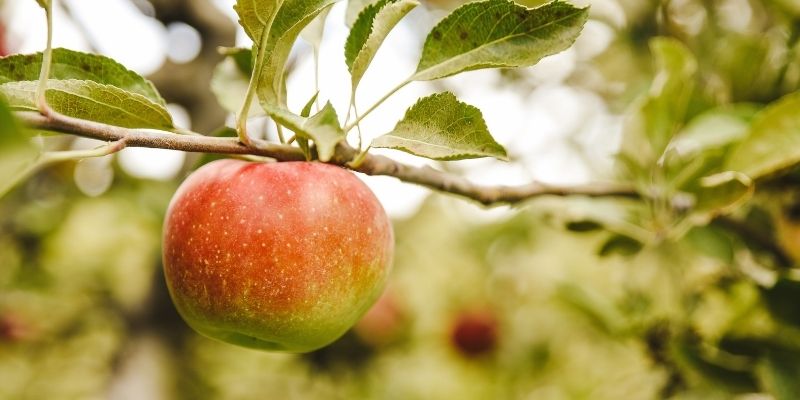 5 Keys to Establishing an Organic Apple Orchard & 5 Common Mistakes to  Avoid - Fruition Seeds