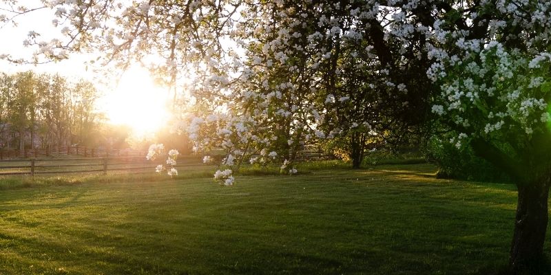 800 x 400 apple blossom