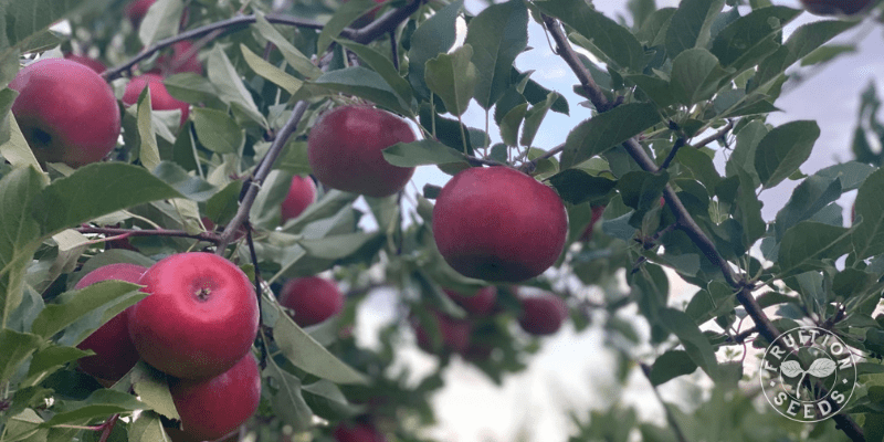5 Keys to Establishing an Organic Apple Orchard & 5 Common Mistakes to Avoid 7 800 x 400 apple