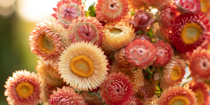 800 x 400 apricot peach strawflower