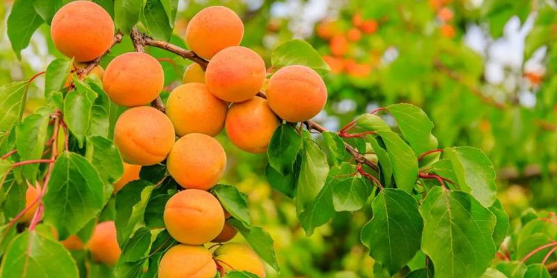 2023 Fruition's Fruit & Nut Tree Weekends at Garden Store! 16 800 x 400 apricot