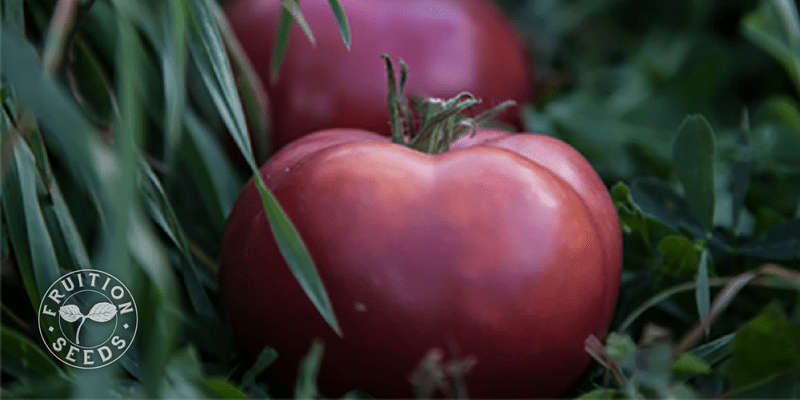 arctic rose tomato