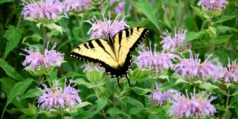 800 x 400 bee balm