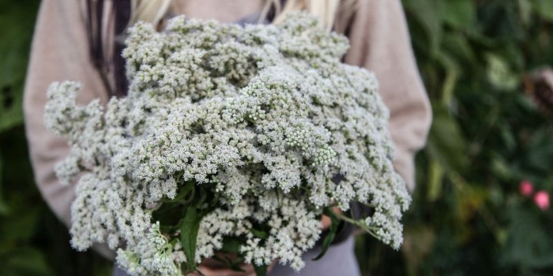 800 x 400 boneset