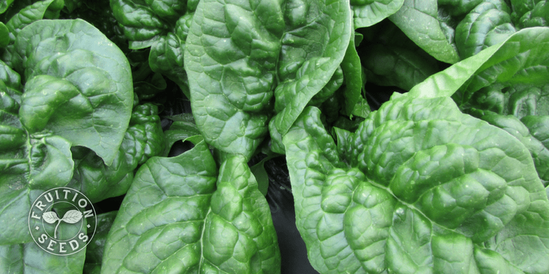 800 x 400 butterflay spinach