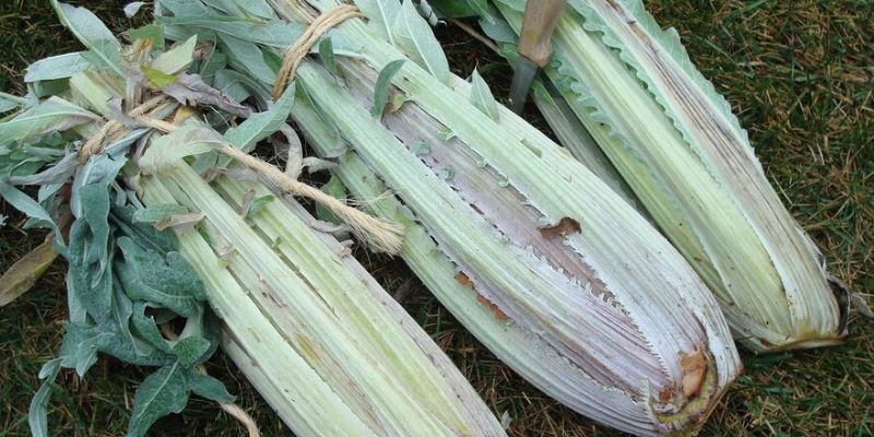 800 x 400 cardoon 1