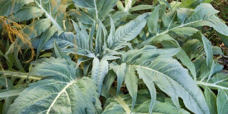 800 x 400 cardoon