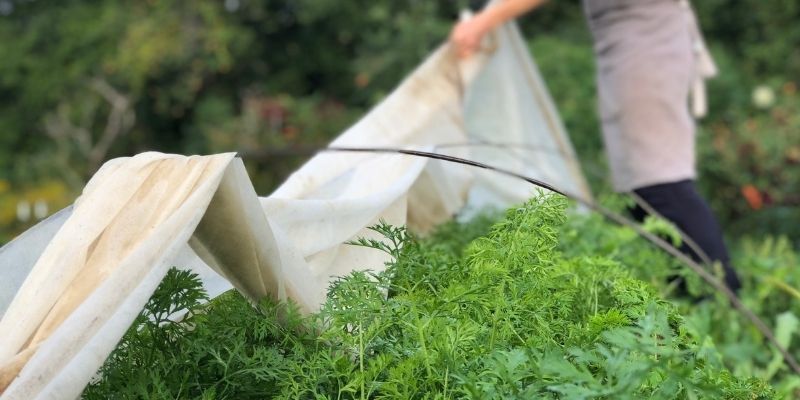 800 x 400 carrot hoops row cover