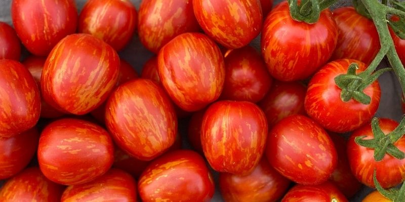800 x 400 cherry ember tomato