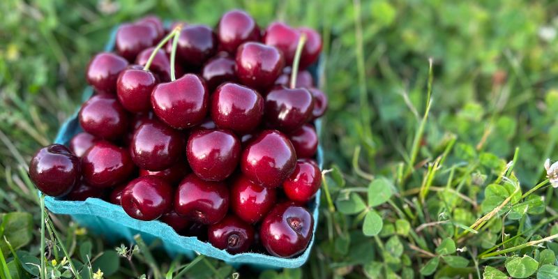 2023 Fruition's Fruit & Nut Tree Weekends at Garden Store! 17 800 x 400 cherry tree 1