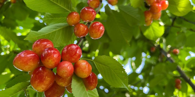 2023 Fruition's Fruit & Nut Tree Weekends at Garden Store! 18 800 x 400 cherry tree