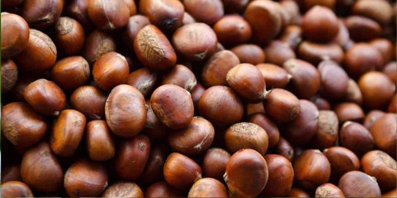 2023 Fruition's Fruit & Nut Tree Weekends at Garden Store! 21 800 x 400 chestnut 1