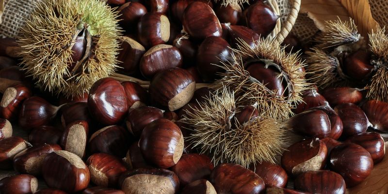 2023 Fruition's Fruit & Nut Tree Weekends at Garden Store! 20 800 x 400 chestnut