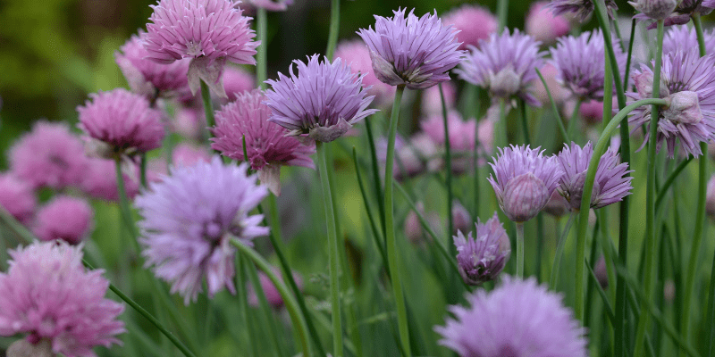 800 x 400 chives 2