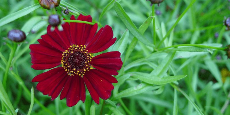 800 x 400 coreopsis 1