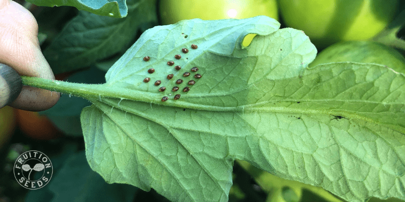 800 x 400 cucumber beetle eggs