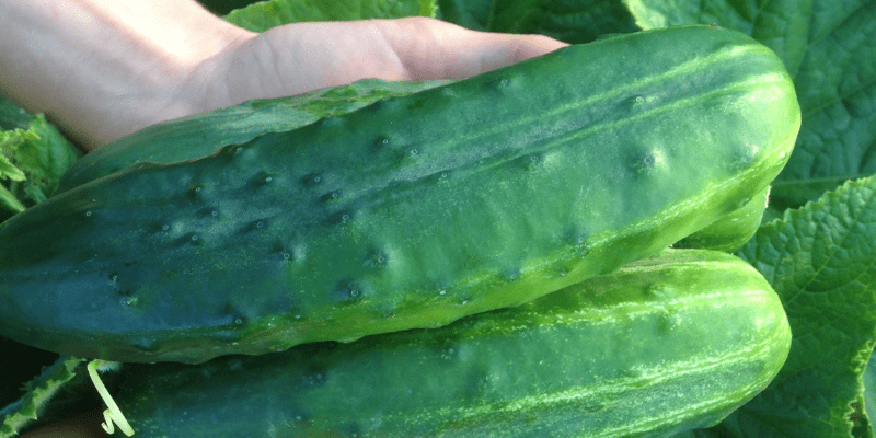 800 x 400 cucumber