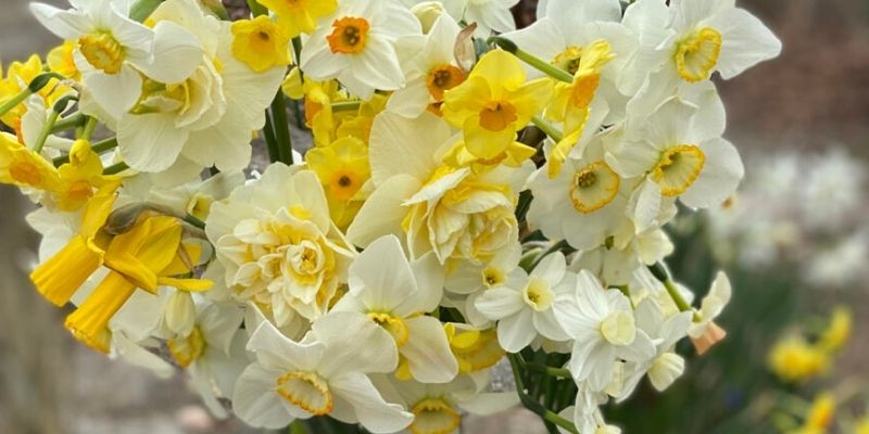 800 x 400 daffodil