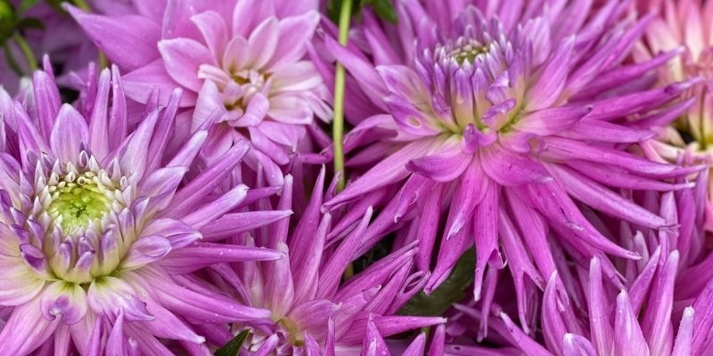 800 x 400 dahlia 1