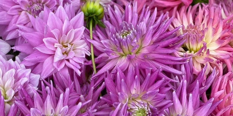 800 x 400 dahlia 2