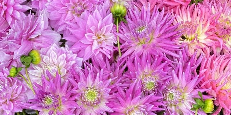 800 x 400 dahlia