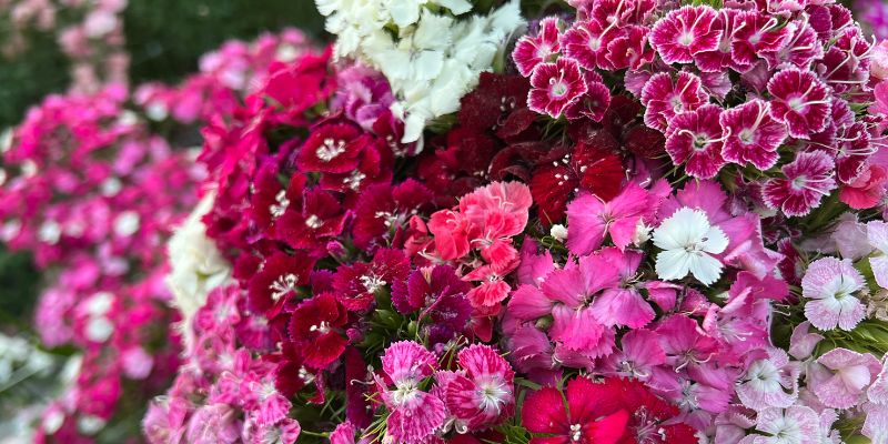 800 x 400 dianthus flower 1