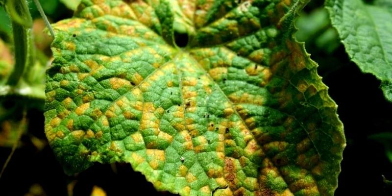 800 x 400 downy mildew disease