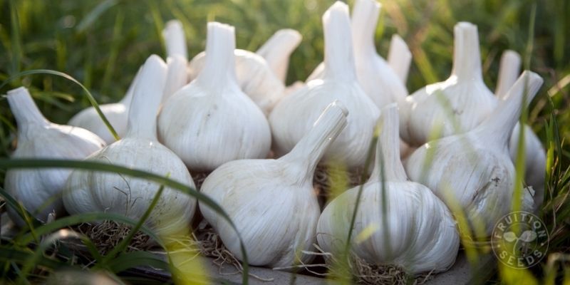 800 x 400 garlic 1