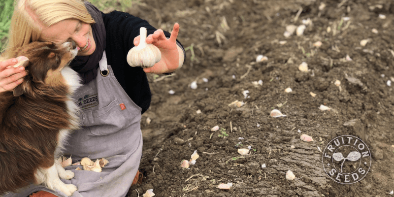 800 x 400 garlic spacing