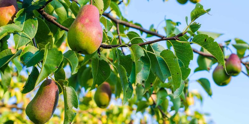 2023 Fruition's Fruit & Nut Tree Weekends at Garden Store! 26 800 x 400 harrow pear 1