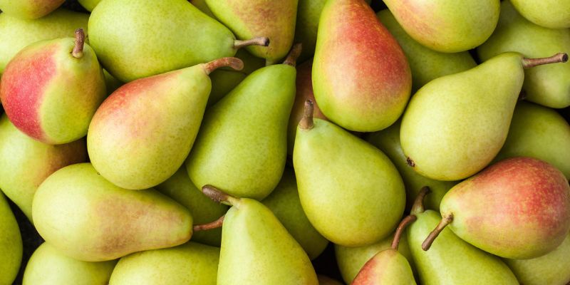 2023 Fruition's Fruit & Nut Tree Weekends at Garden Store! 27 800 x 400 harrow pear