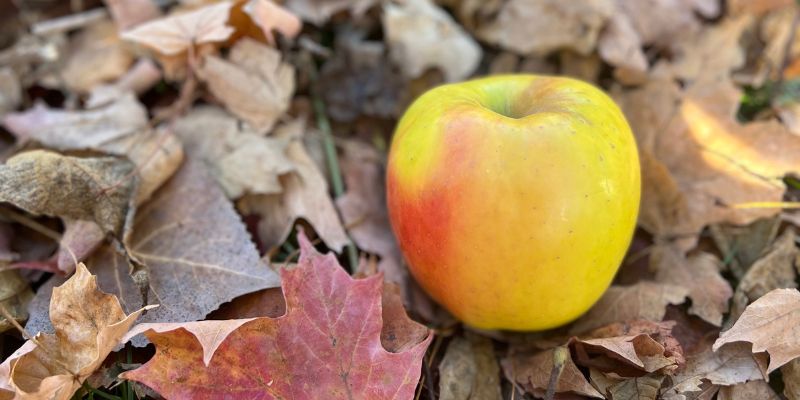 800 x 400 heliodor apple