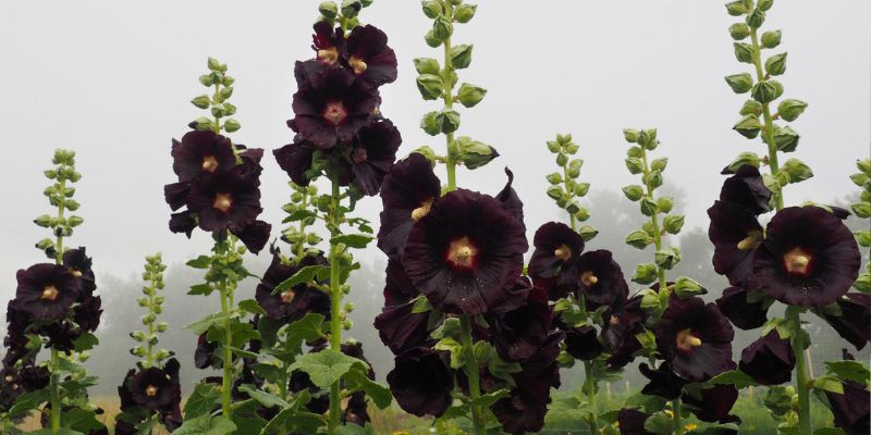 800 x 400 hollyhock flower 1