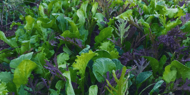 mesclun greens 