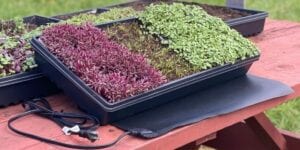 800 x 400 microgreens heat mat 1
