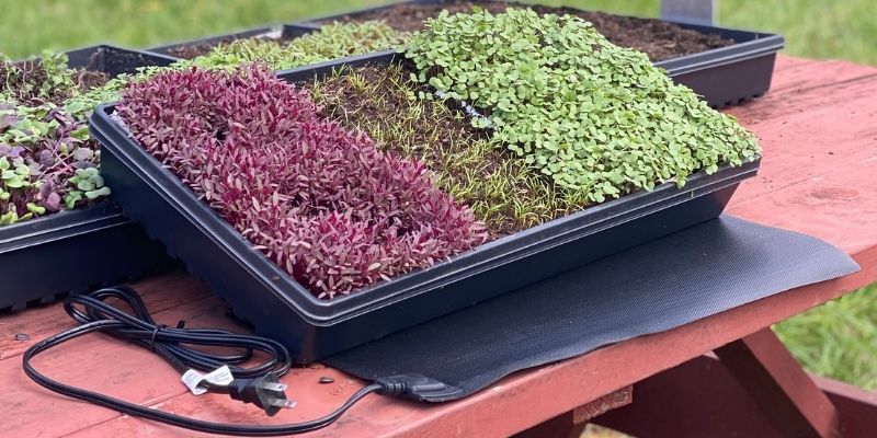 800 x 400 microgreens heat mat 1