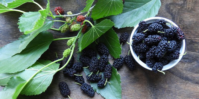 2023 Fruition's Fruit & Nut Tree Weekends at Garden Store! 31 800 x 400 mulberry